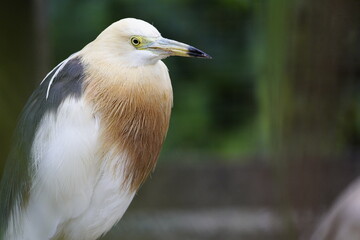 Obraz premium The Javan pond heron (Ardeola speciosa) is a wading bird of the heron family, found in shallow fresh and salt-water wetlands in Southeast Asia. Walsrode Bird Park, Germany.