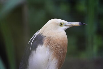 The Javan pond heron (Ardeola speciosa) is a wading bird of the heron family, found in shallow fresh and salt-water wetlands in Southeast Asia. Walsrode Bird Park, Germany.