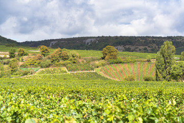 Landscape of French greenery vineyard called "C&ocirc;te de Nuits" it's the heart of the Burgundy wine region.  The most famous for reds made from pinot noir.