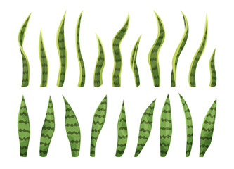 Sansevieria leaf collection, snake plant