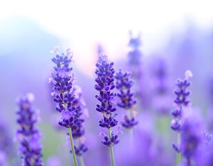 Obraz premium Lavender field in soft focus
