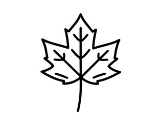 Obraz premium Maple leaf simple line drawing botanical outline autumn symbol nature element high quality professional