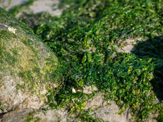 Green Seaweed on a Sandy Beach at Low Tide