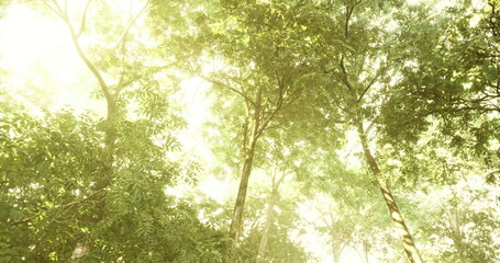 Sunlight streams through thick leaves in a vibrant forest, creating a tranquil atmosphere. The greenery surrounds tall trees, highlighting the beauty of nature in this peaceful location.