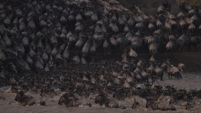 Wild beast migration from kenya Tanzania. VIDEO SHOT OF MIGRATION FROM TZ TO KENYA