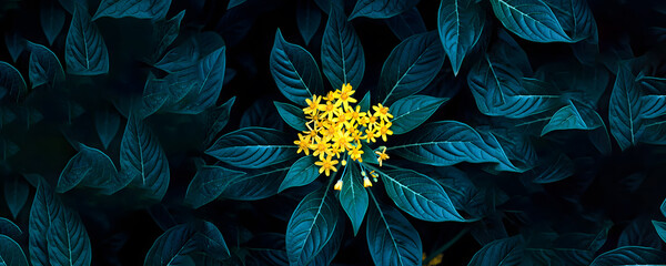 Moody Teal Leaves and Yellow Flower Cluster: Lush Tropical Plant, Creeper Vine Bloom