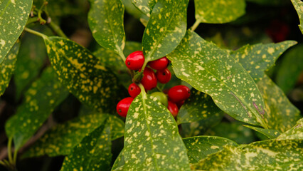 Сlose-up of Japanese laurel - Aucuba japonica, branch with vibrant, variegated green and yellow leaves and cluster of bright red berries. Evergreen shrub for landscaping park, square or garden area