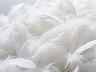 white fluffy  feather on blue background business  gift luxuries  3