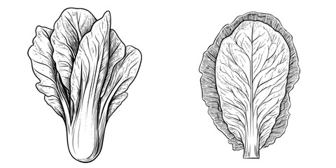 Chinese cabbage, or modern nappa and Romaine lettuce, is illustrated in a sketch of an isolated green leafy Peking cabbage