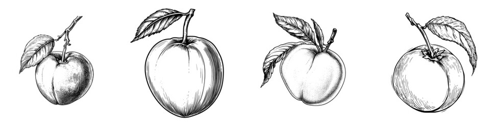 Modern isolated organic natural apricot fruit sketch