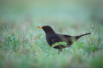 male Blackbird Turdus merula on the forest grassland amazing warm light sunset sundown