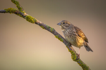 Bird - female yellowhammer Emberiza citrinella on the branch amazing warm light sunset sundown