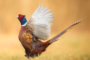 Common pheasant Phasianus colchius Ring-necked pheasant in natural habitat, grassland in spring, Poland Europe	
