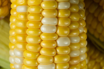 Detailed macro of fresh raw corn cobs