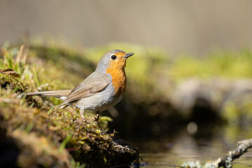 Bird Robin Erithacus rubecula, small bird in forest puddle, spring time in Poland Europe