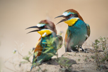 European pair Bee-Eater Merops apiaster near Breeding Colony. Wildlife scene of Nature in Northern Poland - Europe spring time