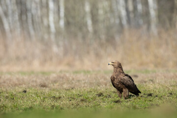 Birds of prey - hunting Lesser Spotted Eagle Aquila pomarina spring time on meadow Poland Europe