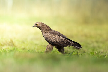 Birds of prey - hunting Lesser Spotted Eagle Aquila pomarina spring time on meadow Poland Europe