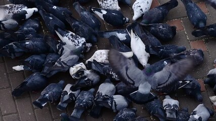 Multicolored pigeons clustering densely, pecking seeds on urban tiled surface, sharing communal feeding pattern within city landscape