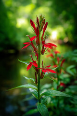 Vertical close-up of a blooming cardinal flower rising beside a forest stream, dew-covered petals and soft green background.