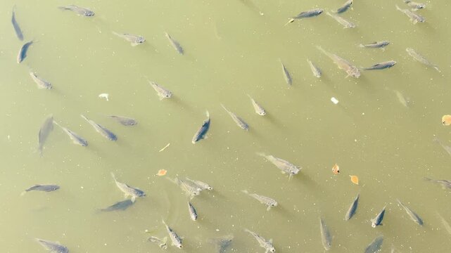 Carp swimming in the lake. Transparent water with carp fish. Fish background	
