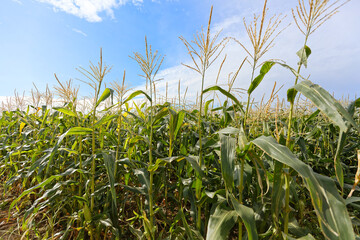 Fototapeta premium maïs