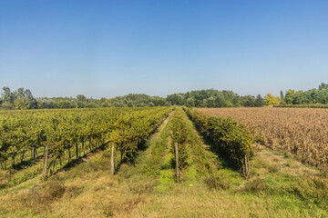View of vineyards in southern Hungary