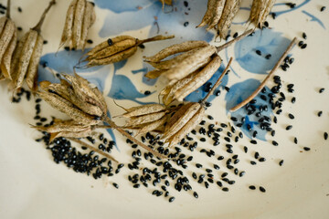 Capsules fanées et graines noires d'ancolie sur une assiette blanche et bleue