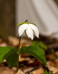 Obraz premium Close-up of a white wildflower with green leaves