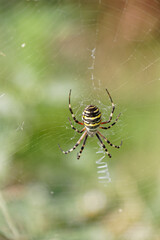 argiope