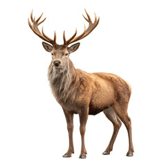 isolated deer stag with antlers, proud stance, autumn fur tones, transparent background, stock PNG, textured grain