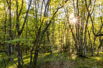 Obraz premium Forest in Tara National Park, Serbia