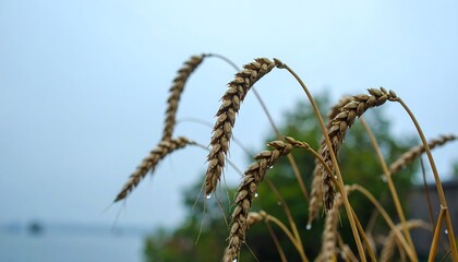 Close-up of wheat heads