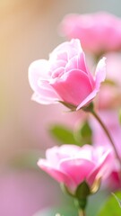 Fototapeta premium A delicate pink rose in full bloom, showcasing velvety petals with soft gradients, surrounded by vibrant green leaves that enhance its beauty.