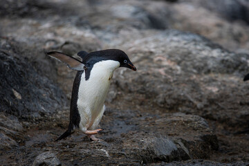 Adelie penguin walking on the rocks