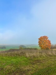 Amazing morning autumn landscape with a tree - a lonely maple with bright orange leaves against the background of dry grass, a foggy valley and blue sky. Vertical background with copy space