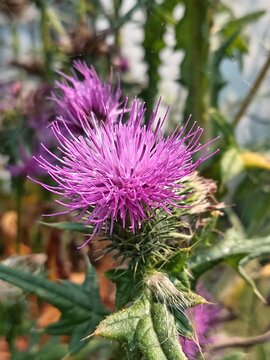 Fleur de chardon
