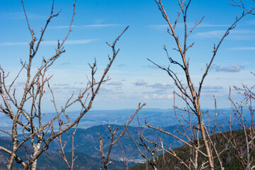 Barren branches frame a panoramic view of rolling hills and distant wind turbines under a bright blue sky during a crisp afternoon in early spring