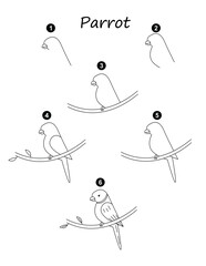 how to draw parrot easy step by step