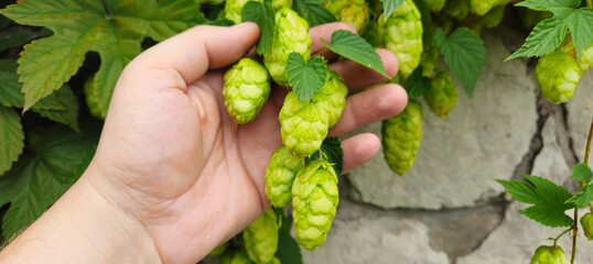 Human hand holding hop harvesting agriculture green leaves yellow hop flower growing farm brewery...