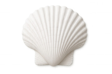 White scallop shell sitting against transparent backdrop, highlighting marine elegance and minimalist design potential