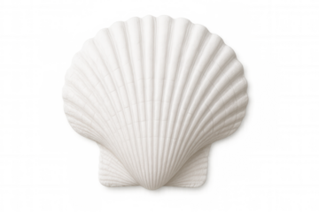 White scallop shell sitting against transparent backdrop, highlighting marine elegance and minimalist design potential