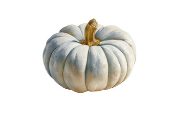 Watercolor halloween bluegray pumpkin isolated on transparent background with natural stem