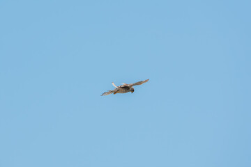 Common kestrel, Falco tinnunculus, hovered in the air in search of prey