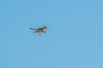 Common kestrel, Falco tinnunculus, hovered in the air in search of prey
