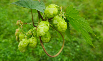 Common hop, Humulus lupulus green female flowers closeup selective focus