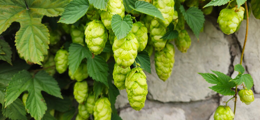 Common hop, Humulus lupulus green female flowers closeup selective focus
