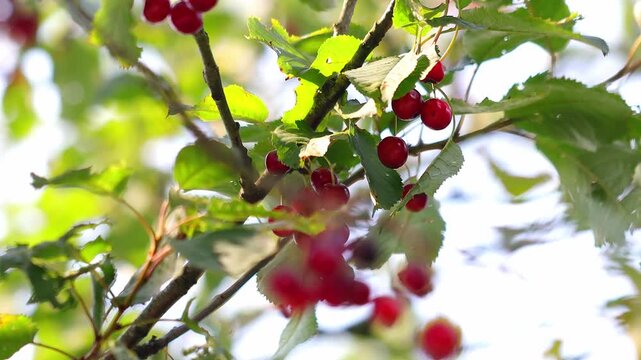 a wild cherry tree close up 4k 25fps video