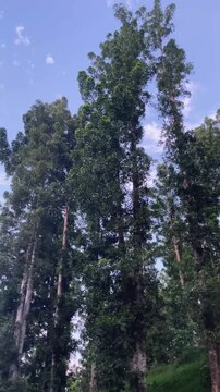 A tall forest tree from the ancient conifer family Araucariaceae, genus Agathis (Agathis dammara) In Indonesia, this tree is known as the damar tree or kauri.