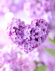 Fototapeta premium A vibrant close-up of delicate lila flowers, showcasing their intricate petals and rich hues, perfect for a calming wallpaper background.